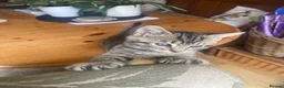 Mixed Breed cats for sale: Ready to leave: 9 weeks old-Tabby kittens  - Advert 16