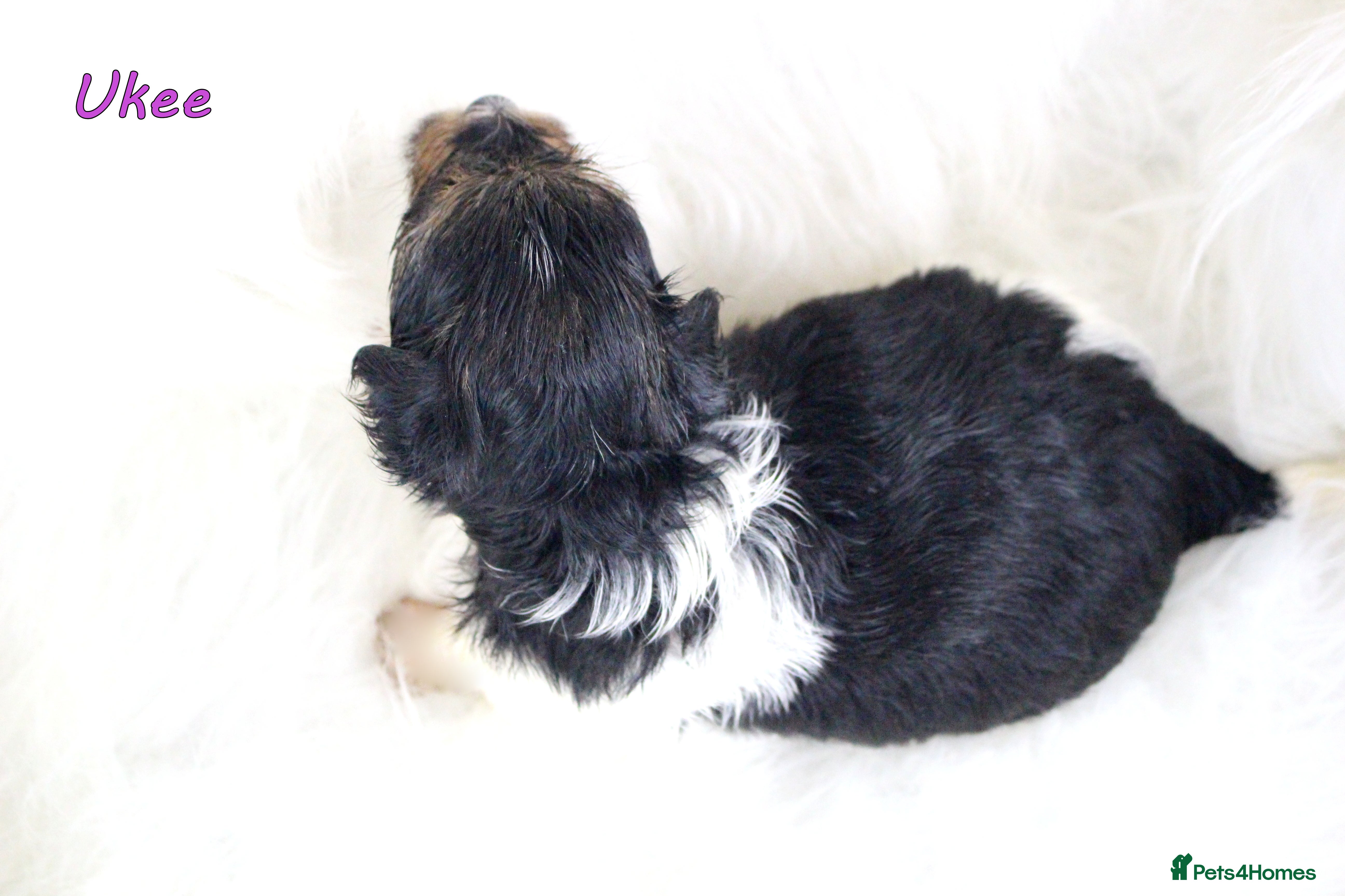 Biewer Terrier dogs ✨ Stunning Biewer & Merle Yorkies – Ready Apr 25 ✨ - Advert 1