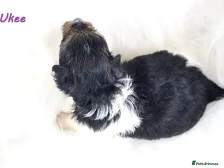 Biewer Terrier dogs ✨ Stunning Biewer & Merle Yorkies – Ready Apr 25 ✨ - Advert 1