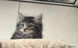 Maine Coon cats for sale: Adorable kittens Maine Coon mixed  - Image 7