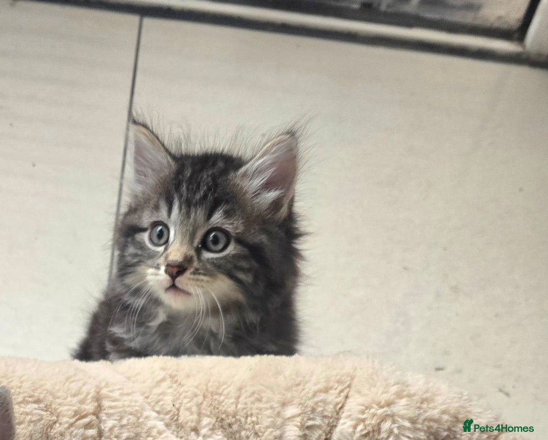 Maine Coon cats for sale: Adorable kittens Maine Coon mixed  - Image 7