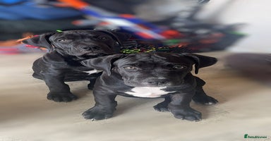 Mixed Breed dogs - Advert 4