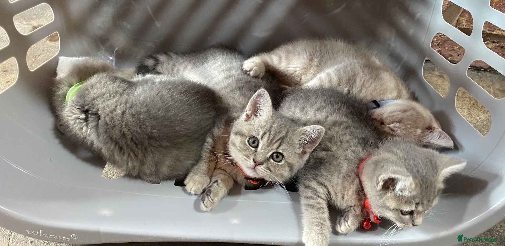 Scottish Fold cats Beautiful Scottish straights READY NOW  - Advert 19