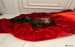 Dachshund dogs for sale: Dachshund  puppies  - Advert 10