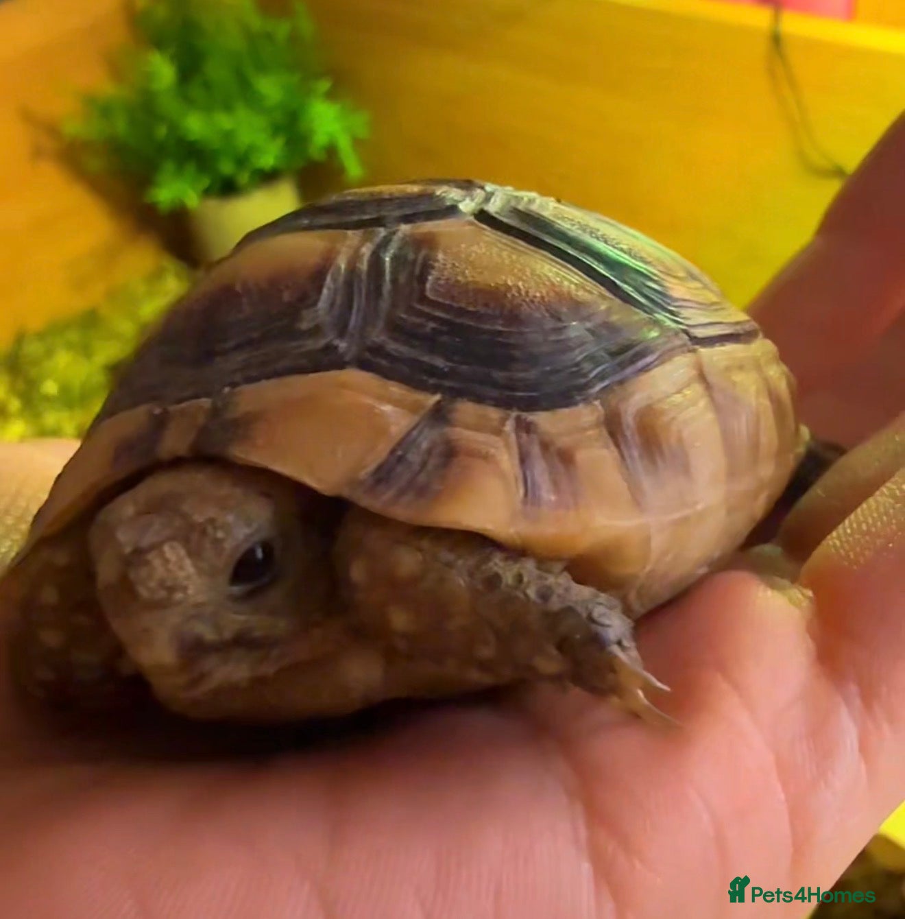 Tortoise reptiles for sale: Beautiful tortoise and full set up in Sturminster Newton - Advert 3