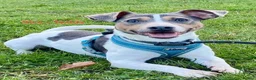 Jack Russell dogs for sale: Conscientiously bred and reared - Advert 6