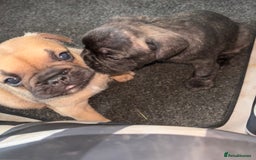 French Bulldog dogs for sale: 2 male frenchies  - Image 2