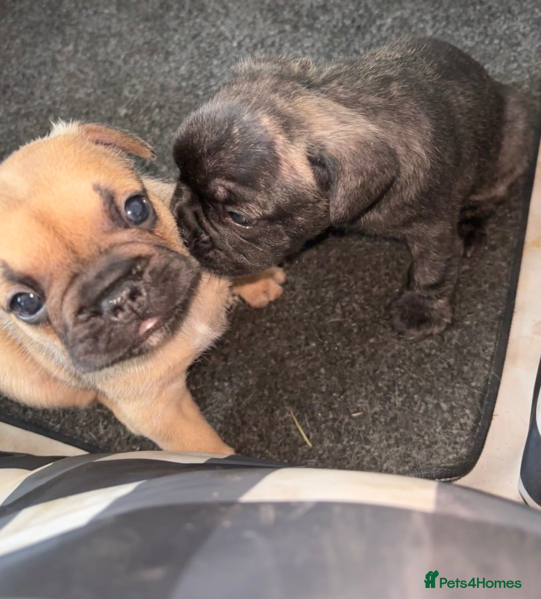 French Bulldog dogs for sale: 2 male frenchies  - Image 2