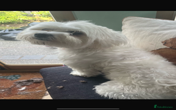 Maltipoo dogs for sale: F1 maltipoos  - Image 5