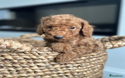 Miniature Poodle dogs for sale: 🐾 Beautiful KC 🦊 Red Miniature Poodle Puppies 🐾 - Image 20