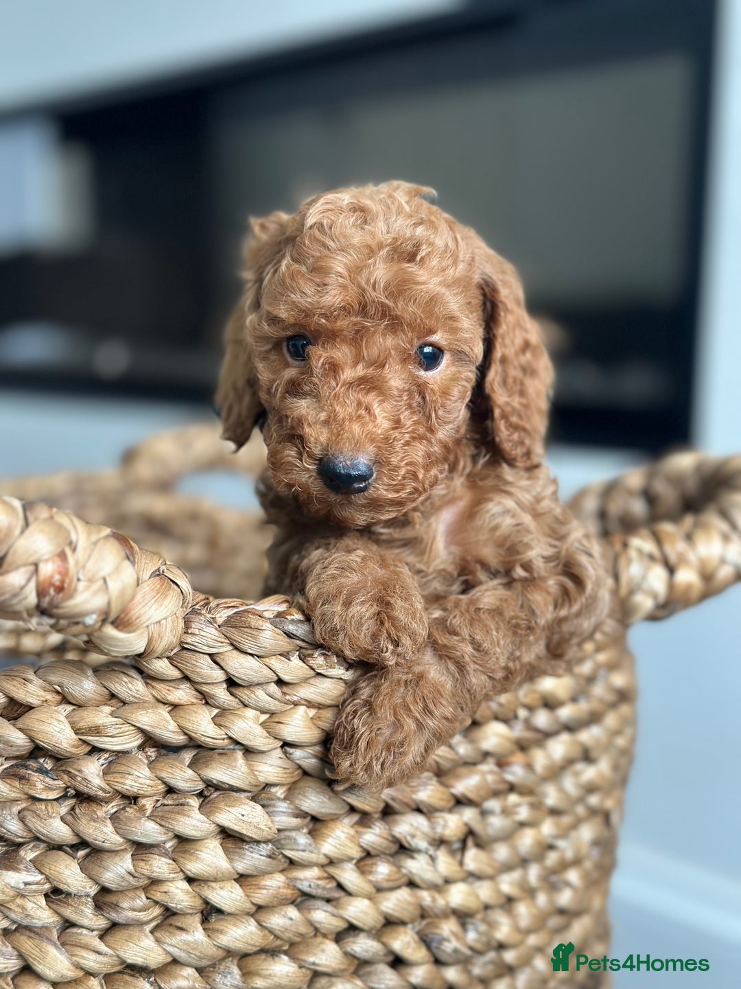 Miniature Poodle dogs for sale: 🐾 Beautiful KC 🦊 Red Miniature Poodle Puppies 🐾 - Image 20