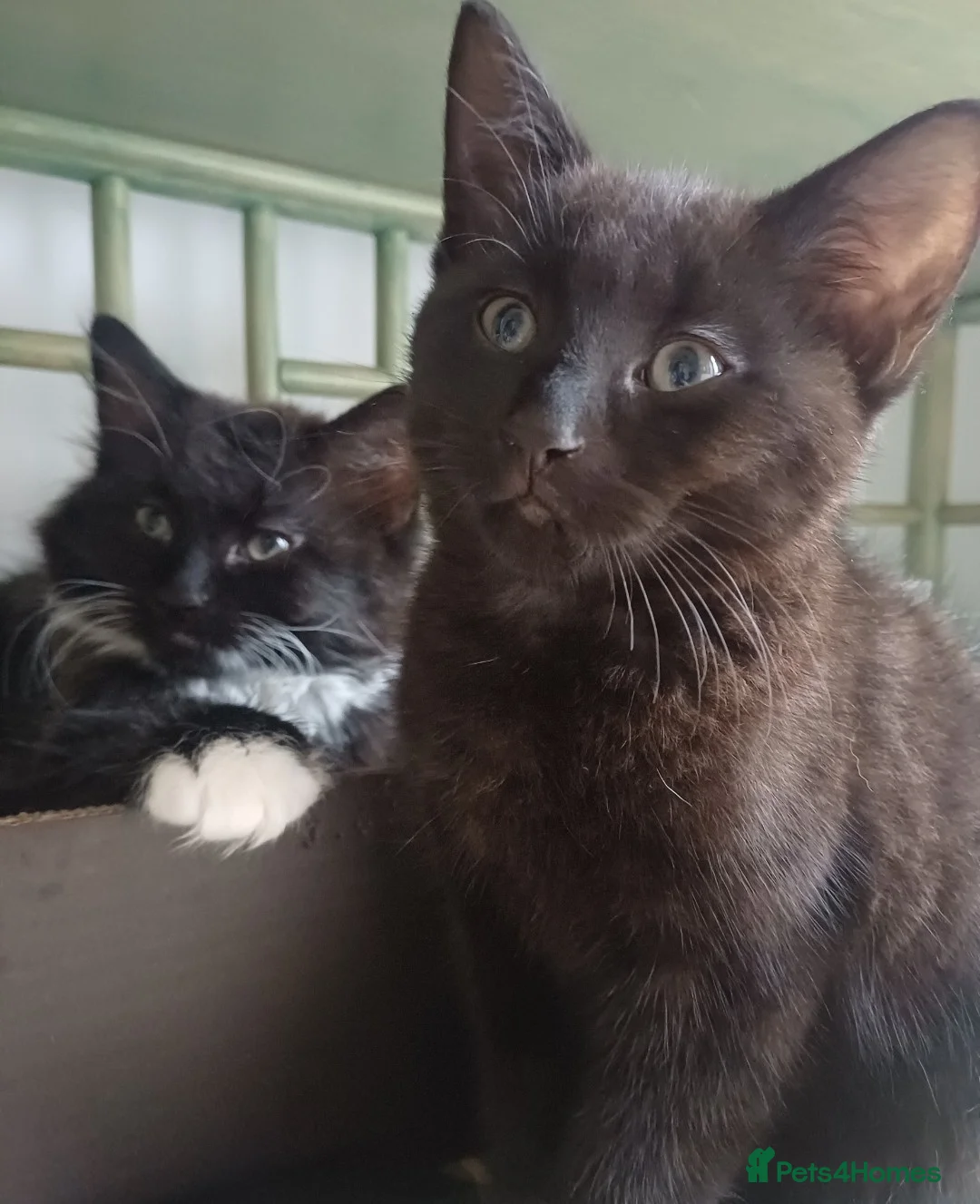 Mixed Breed cats for sale: Beautiful kittens - Advert 7