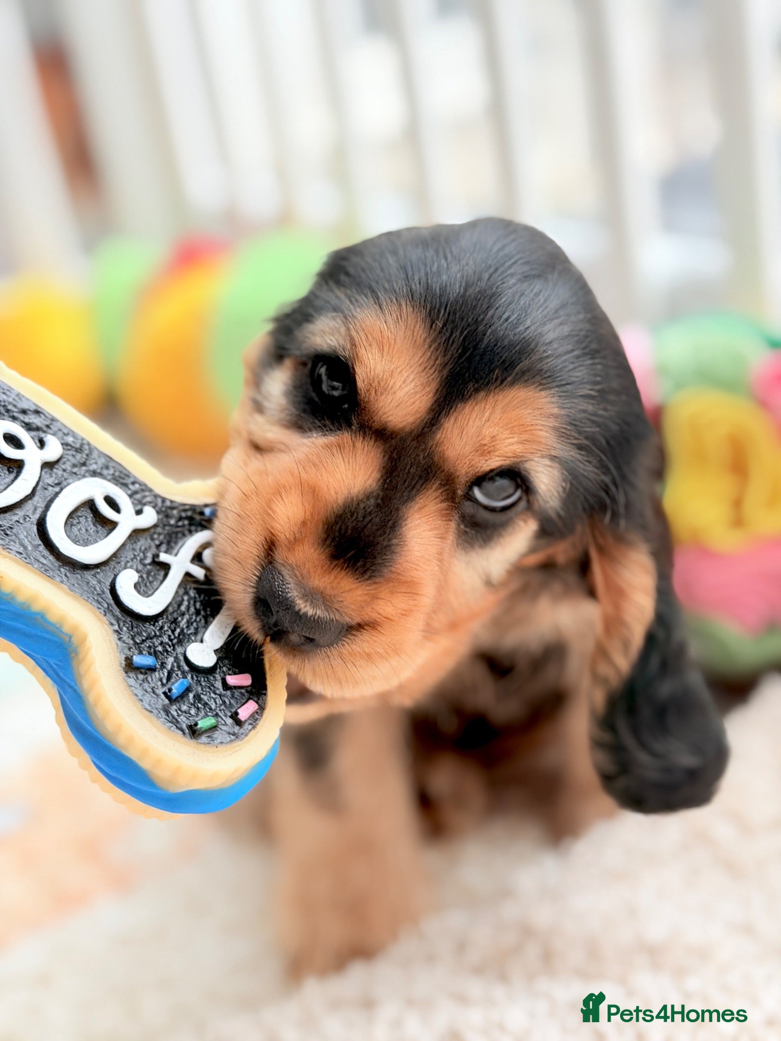 Cocker Spaniel dogs Champion Bloodline KC Show Cocker Spaniel Puppies  - Advert 2