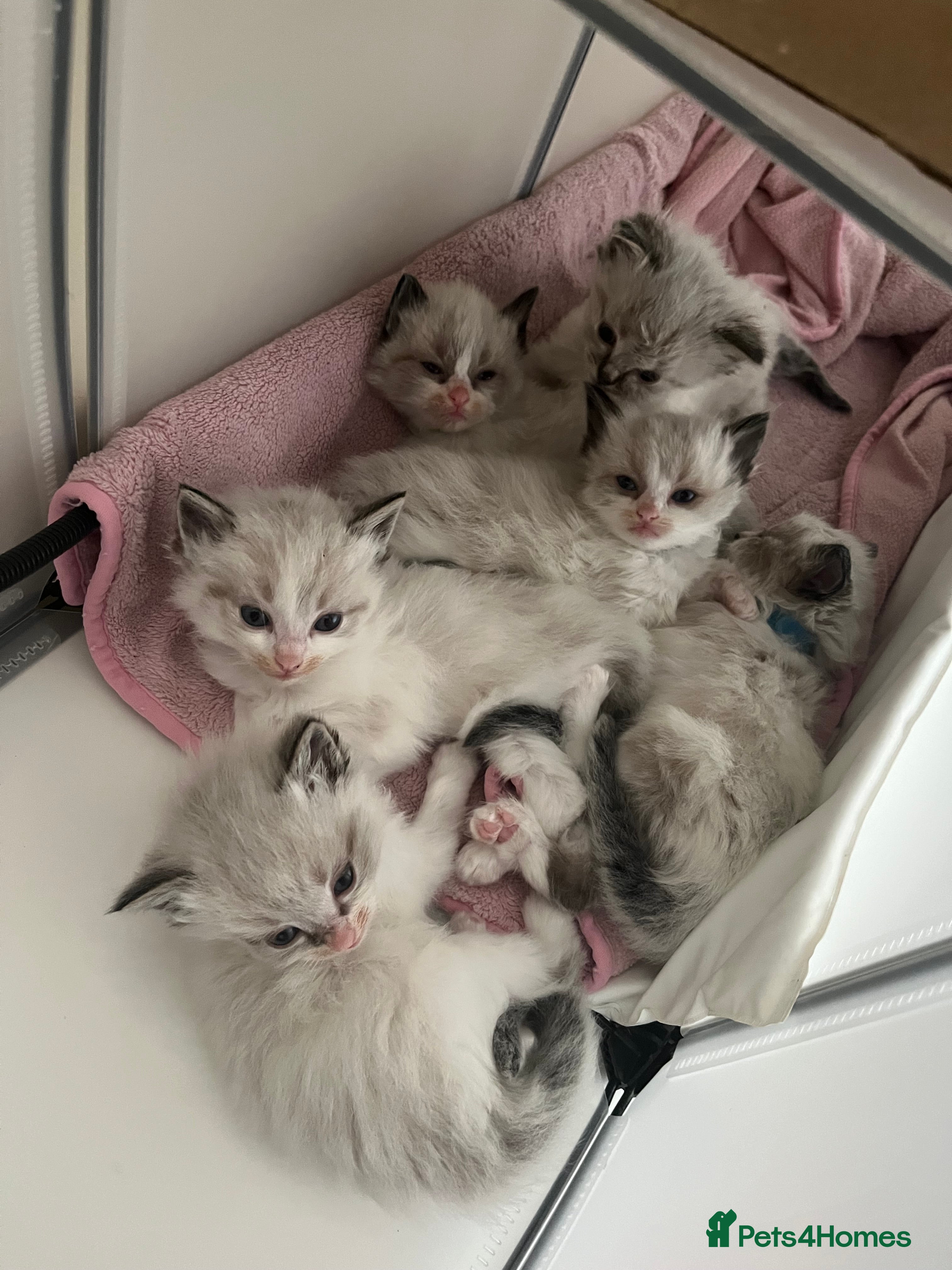 Ragdoll cats Beautiful Ragdoll kittens - Advert 2