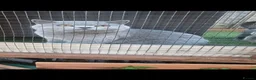 British Shorthair cats for sale: Stunning British shorthair kittens in Saxmundham - Advert 14