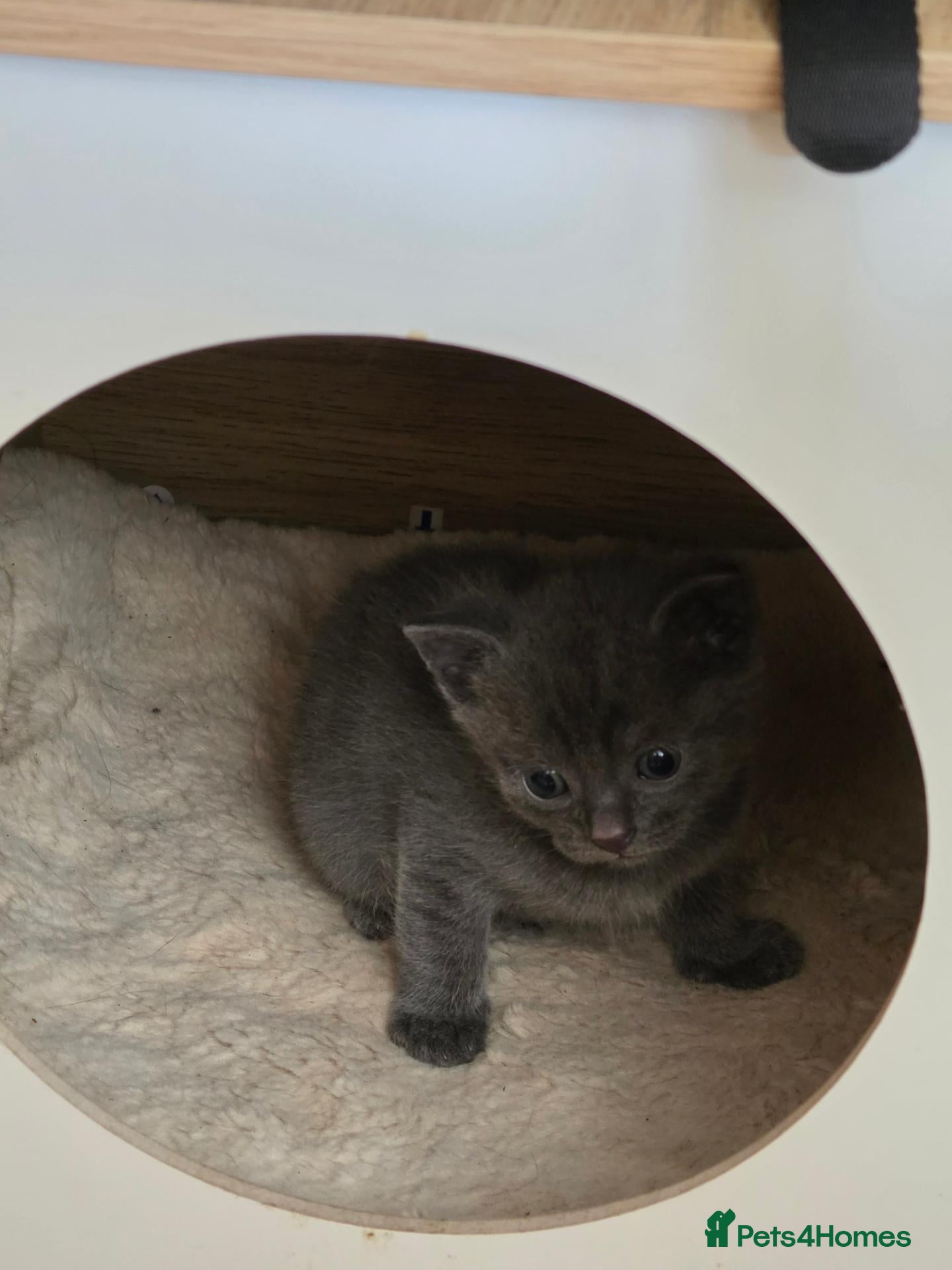 Mixed Breed cats for sale: 1 Grey malekitten left - Advert 2