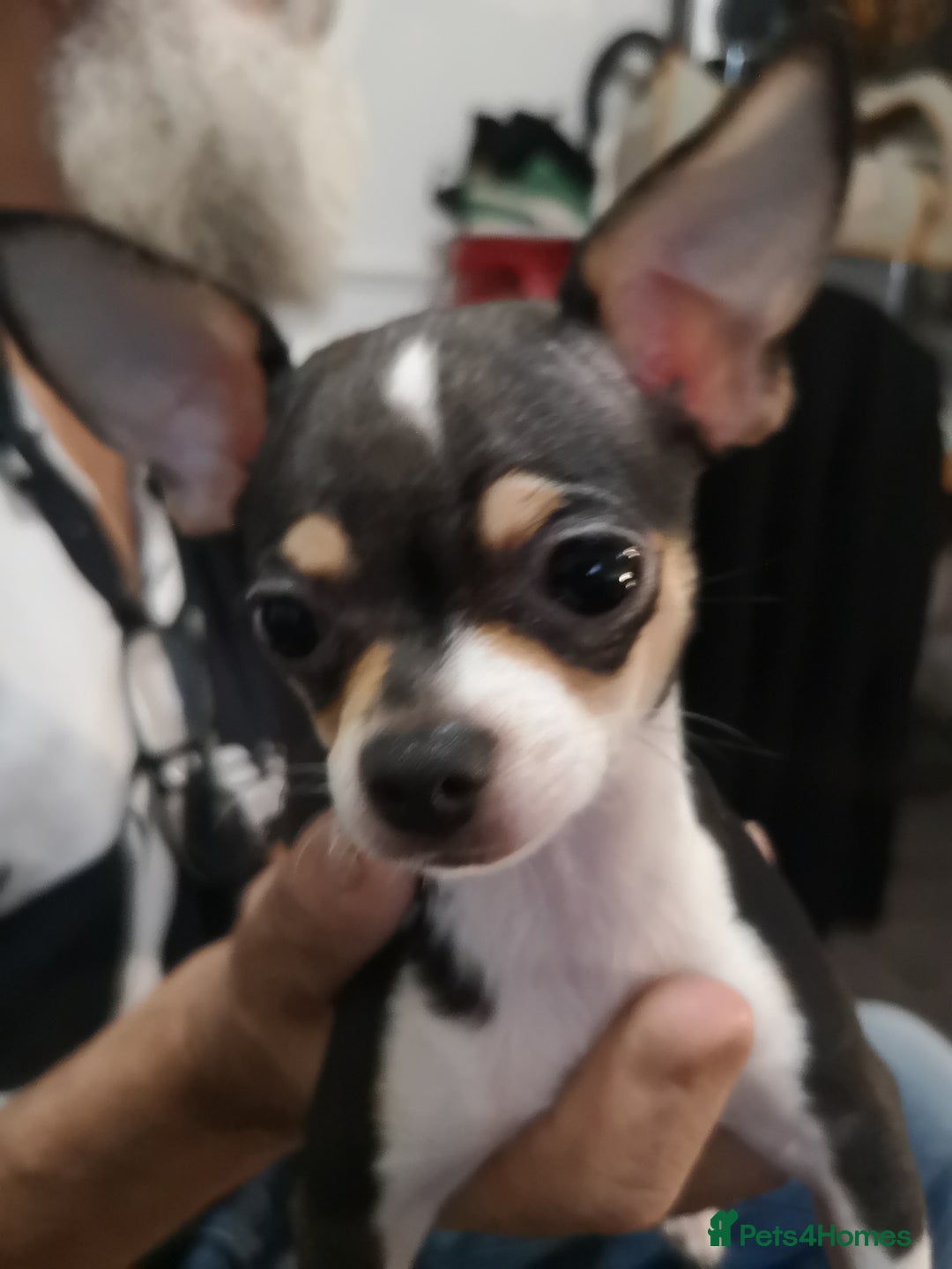 Chihuahua dogs for sale: Gorgeous tiny chibuahuas - Image 30