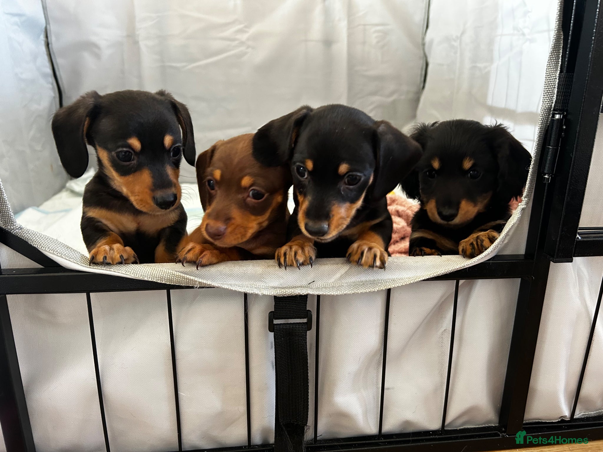 Miniature Dachshund dogs Miniature dachshund puppies  - Advert 11