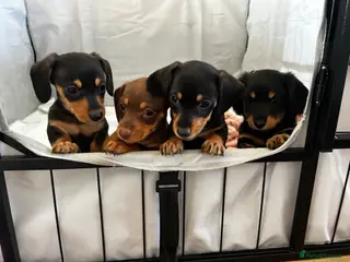 Miniature Dachshund dogs Miniature dachshund puppies - Advert 11