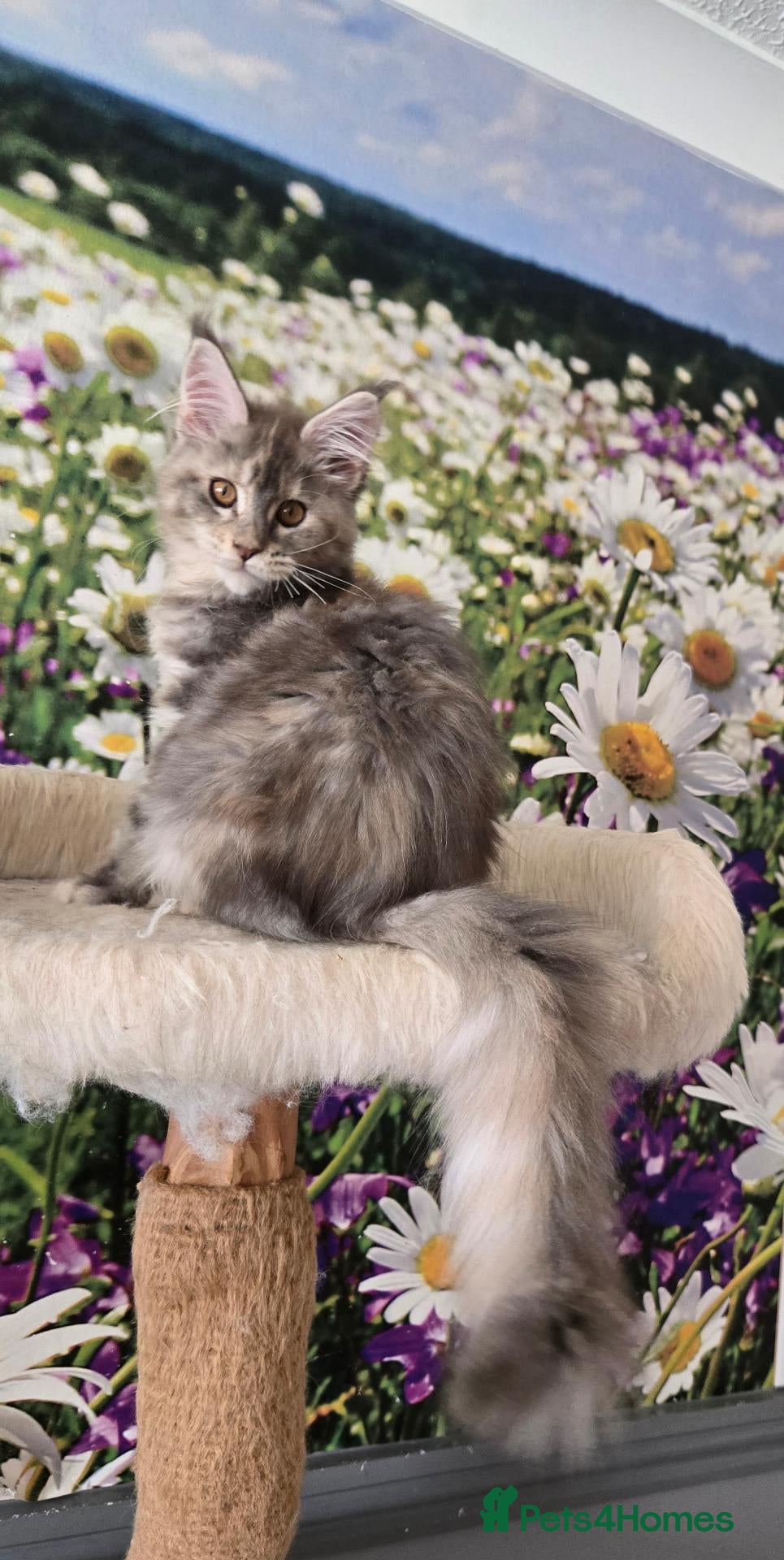Maine Coon cats Perfect Polydactyl Maine Coon  - Advert 2