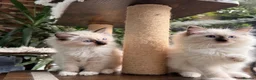 Ragdoll cats for sale: 🏆Imperial Grand Champion Sons! - Advert 12