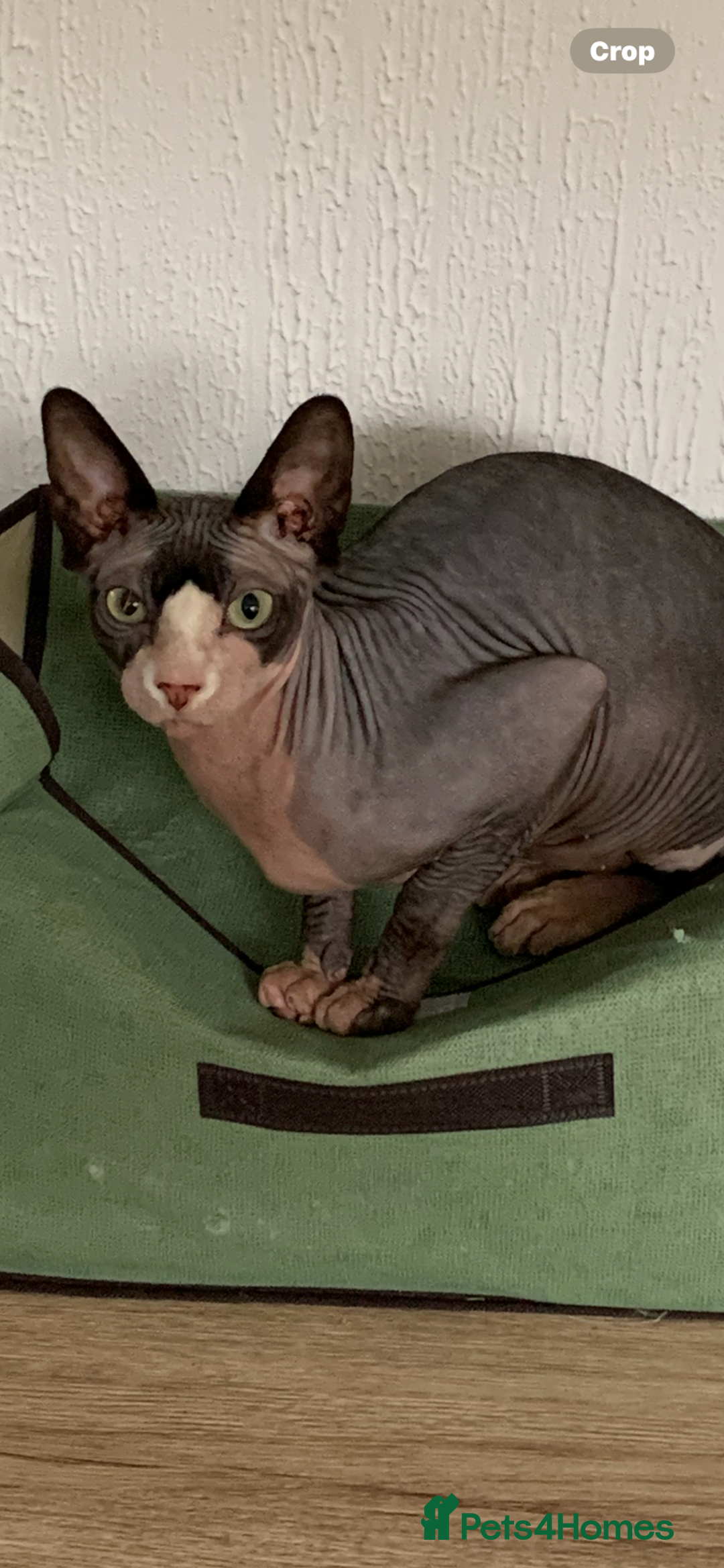 Sphynx cats for sale: Atticus and Phoenix  - Image 3