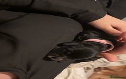 Cocker Spaniel dogs for sale: Cockers for sale  - Advert 8