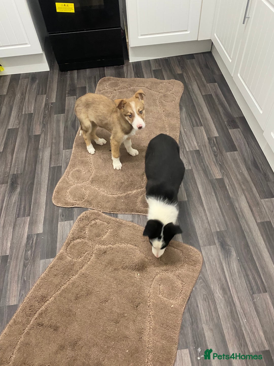 Mixed Breed dogs for sale: husky x pointer puppies  - Advert 7