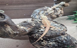 Bearded Dragon reptiles for sale: Baby bearded dragons - Image 2