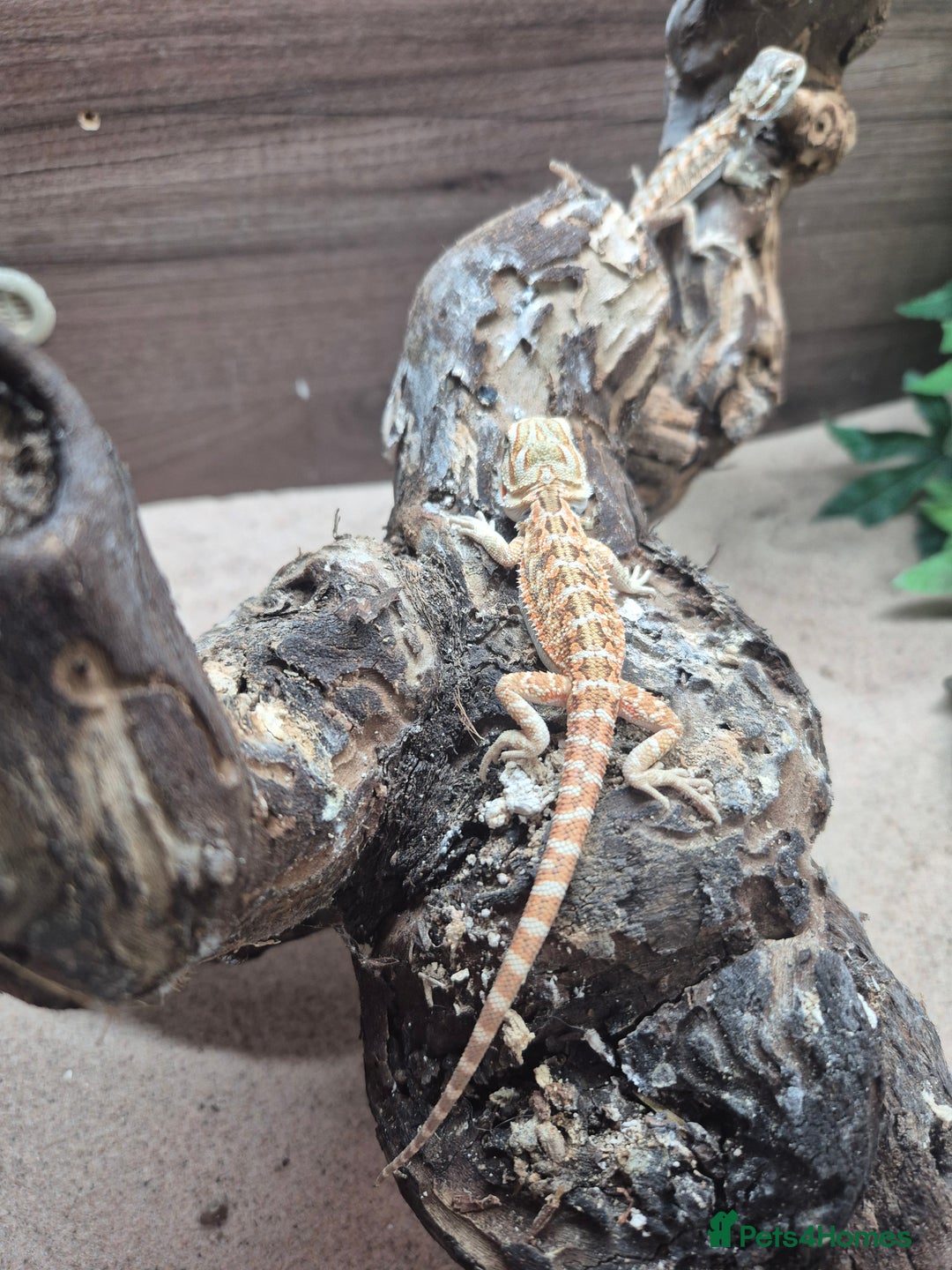 Bearded Dragon reptiles for sale: Baby bearded dragons - Image 2