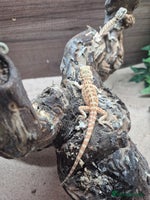 Bearded Dragon reptiles - Advert 1