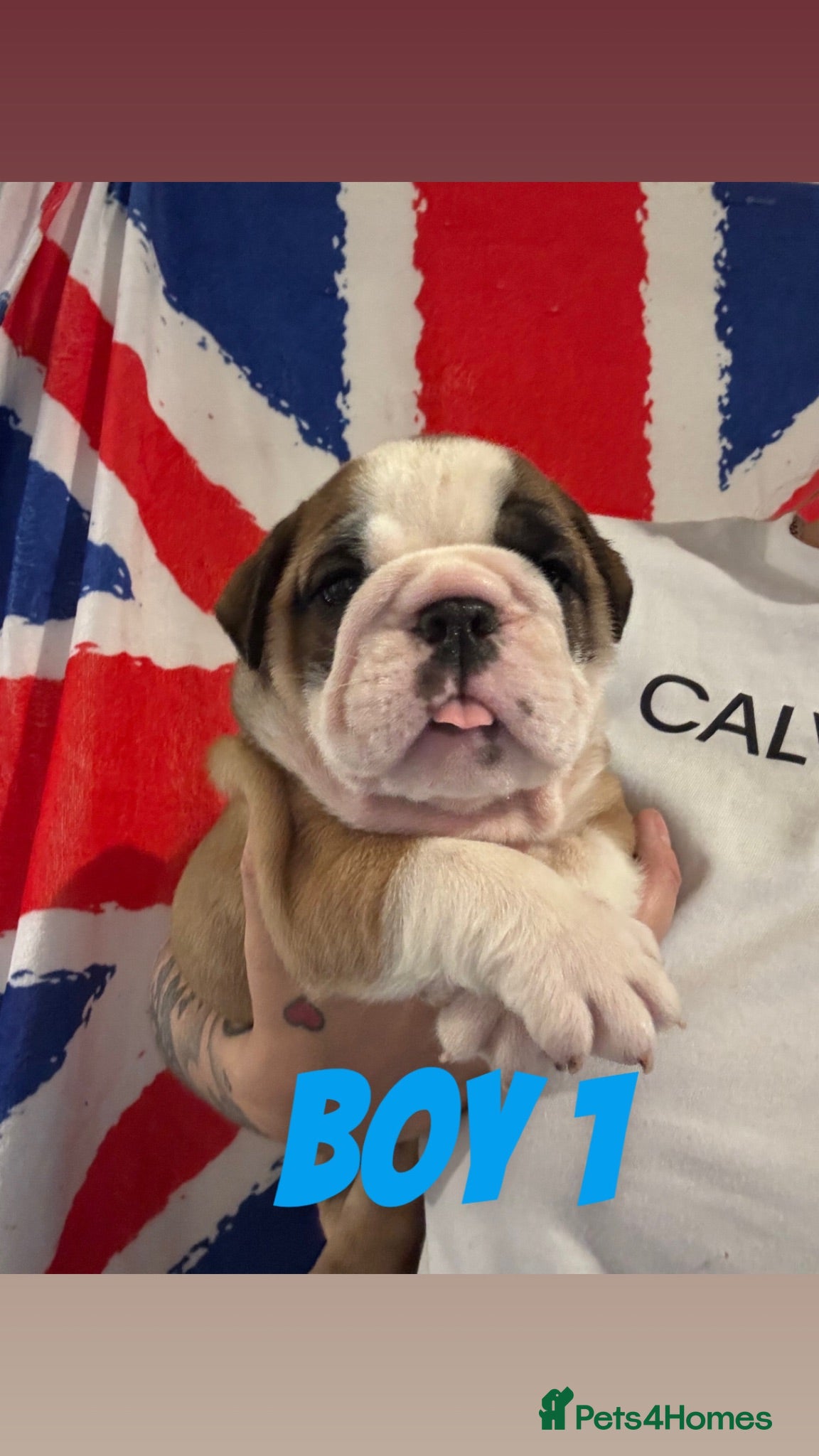 English Bulldog dogs  Traditional British bulldogs ready on 23.08.26 - Advert 5