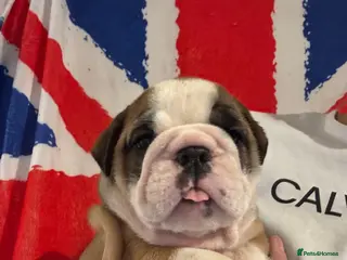 English Bulldog dogs Traditional British bulldogs ready on 23.08.26 - Advert 5