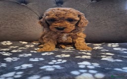 Cockapoo dogs for sale: Cockapoo puppies  - Image 7