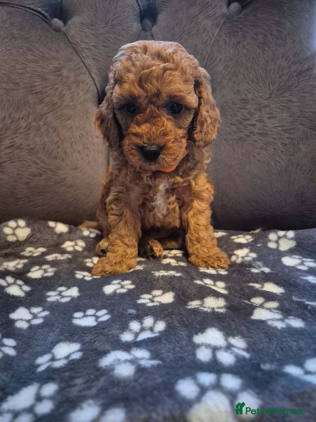 Cockapoo dogs for sale: Cockapoo puppies  - Image 7