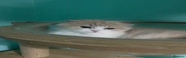Scottish Fold 2