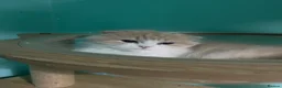 Scottish Fold cats for sale: Scottish fold - Advert 25