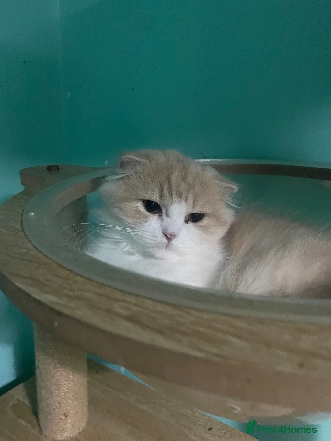 Scottish Fold cats for sale: Scottish fold - Advert 25