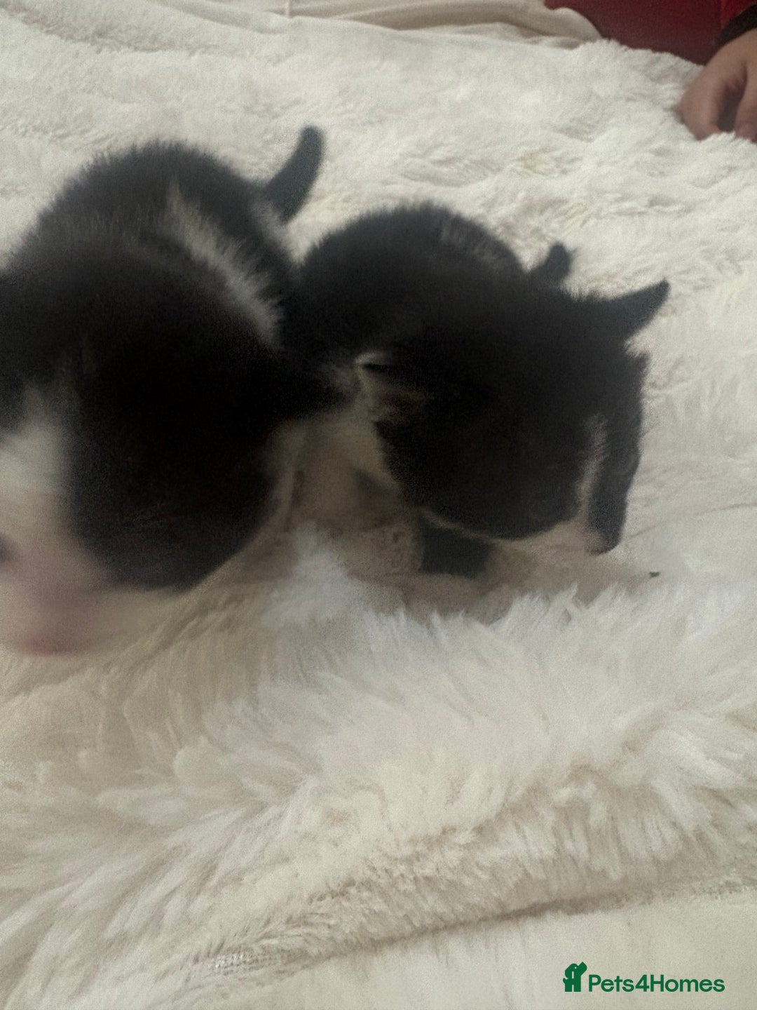 Mixed Breed cats for sale: 7 beautiful kittens very playful  - Advert 9