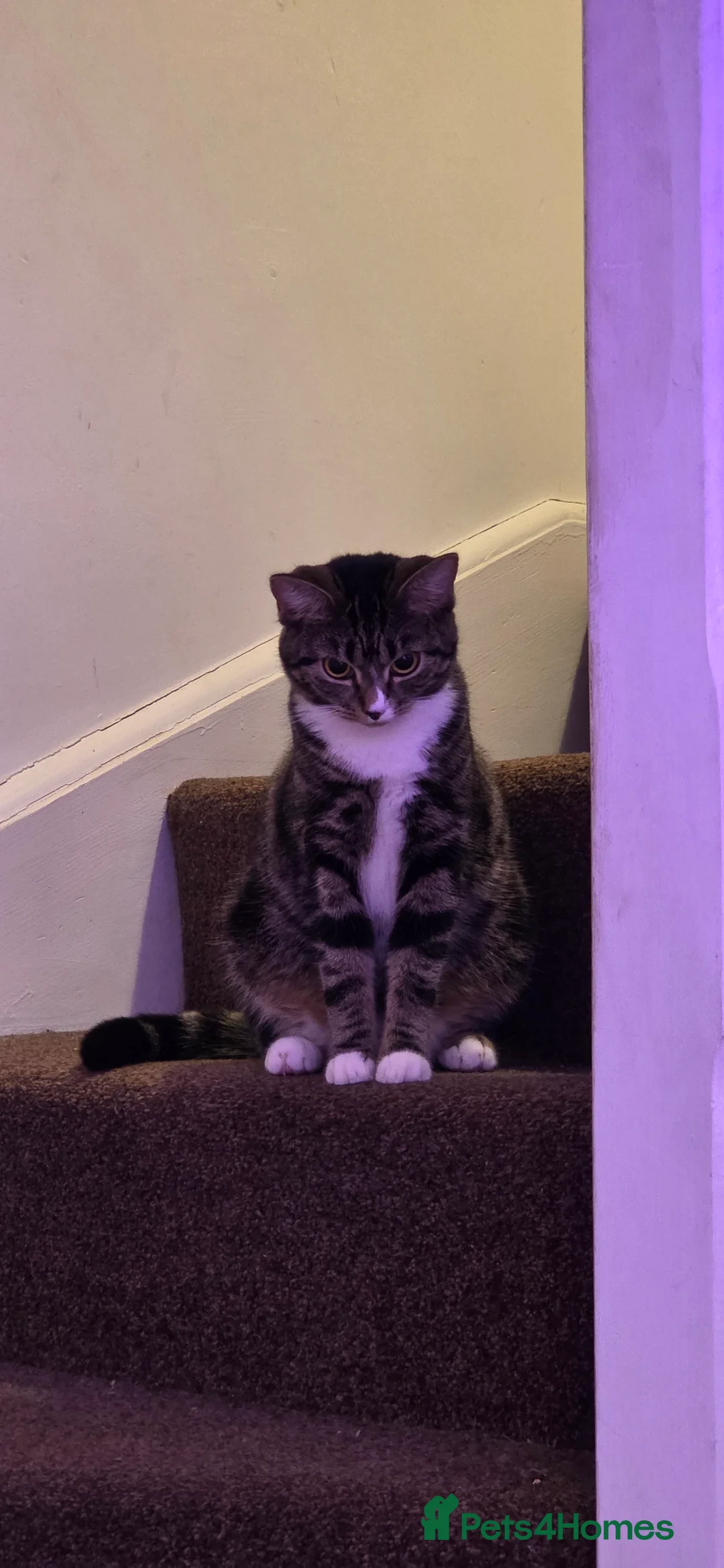 Mixed Breed cats for sale: 2x kittens must go together  - Advert 2