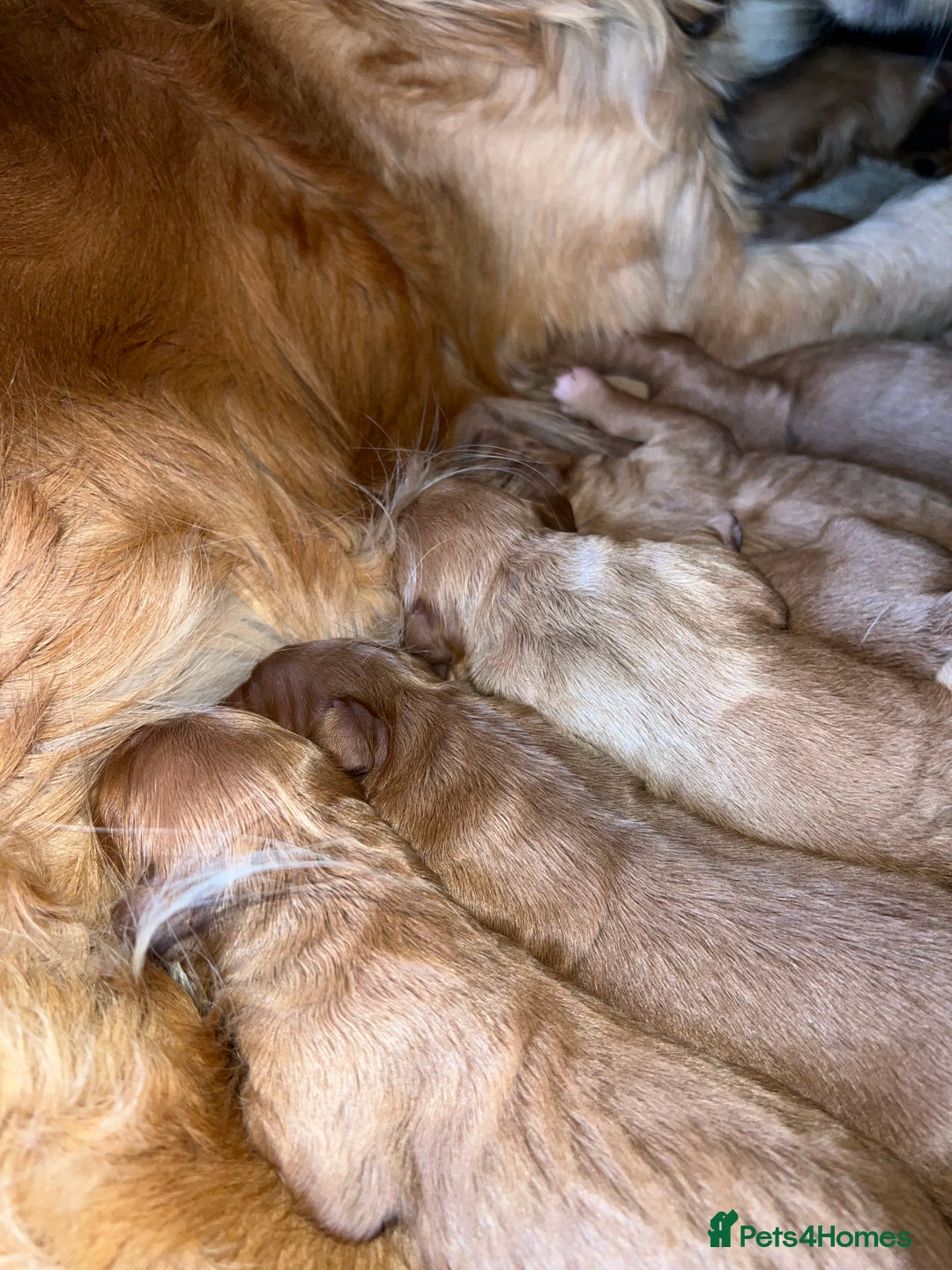 Mini Goldendoodle dogs for sale: Mini GoldenDoodle Puppies - Image 2