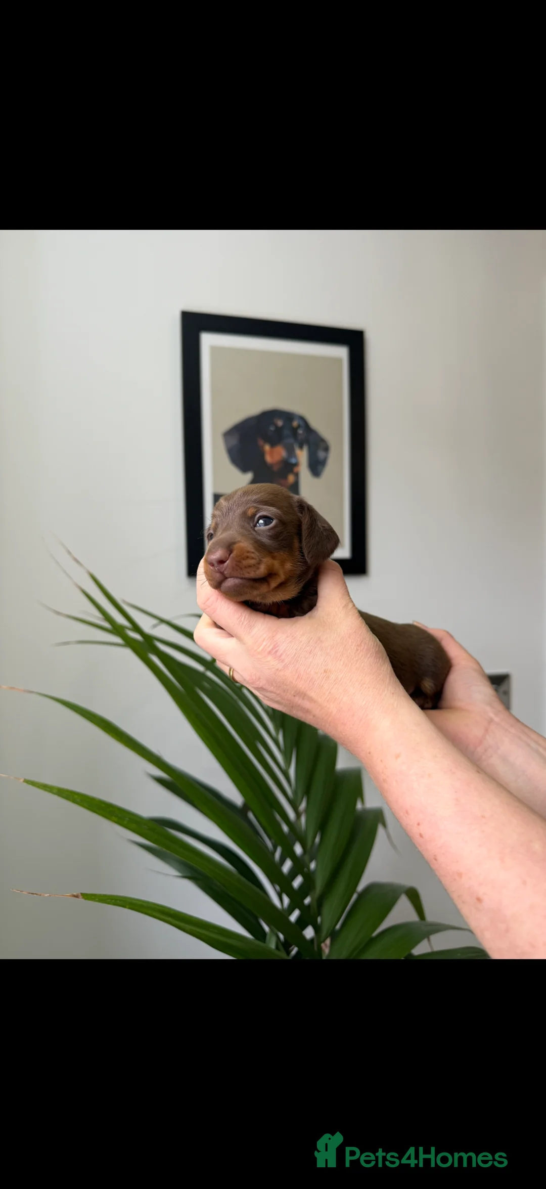 Miniature Dachshund dogs for sale: Exceptional Litter Of Smooth Haired Mini Dachshund - Advert 2