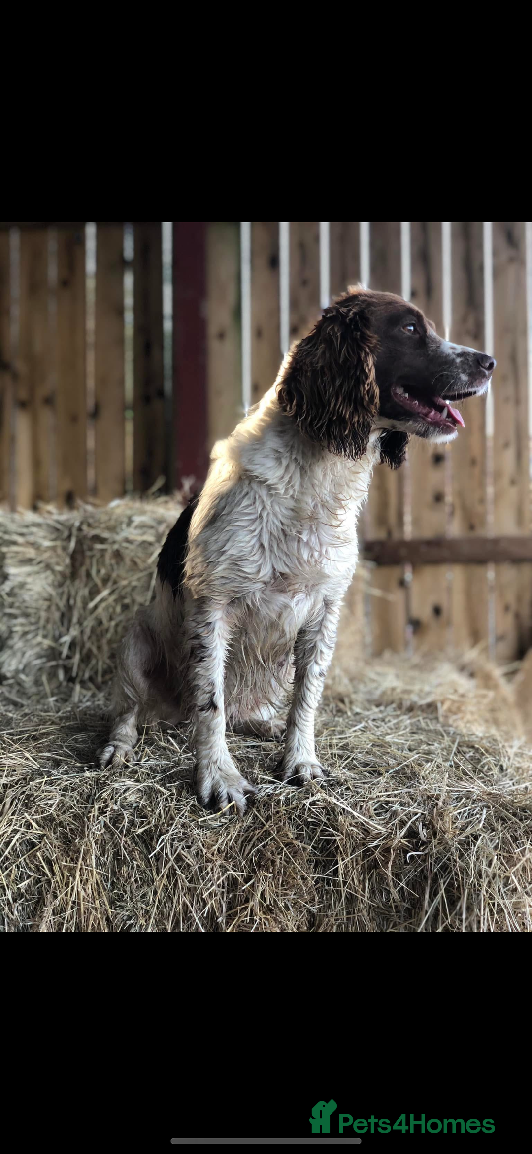 English Springer Spaniel dogs for sale: Rehome English Springer spaniel  - Advert 3