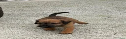 Lakeland Terrier dogs for sale: Lakeland terriers READY NOW - Advert 7