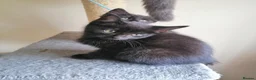 Mixed Breed cats for sale: wonderful kittens😻 - Advert 10