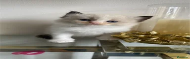 Ragdoll Kitten 5