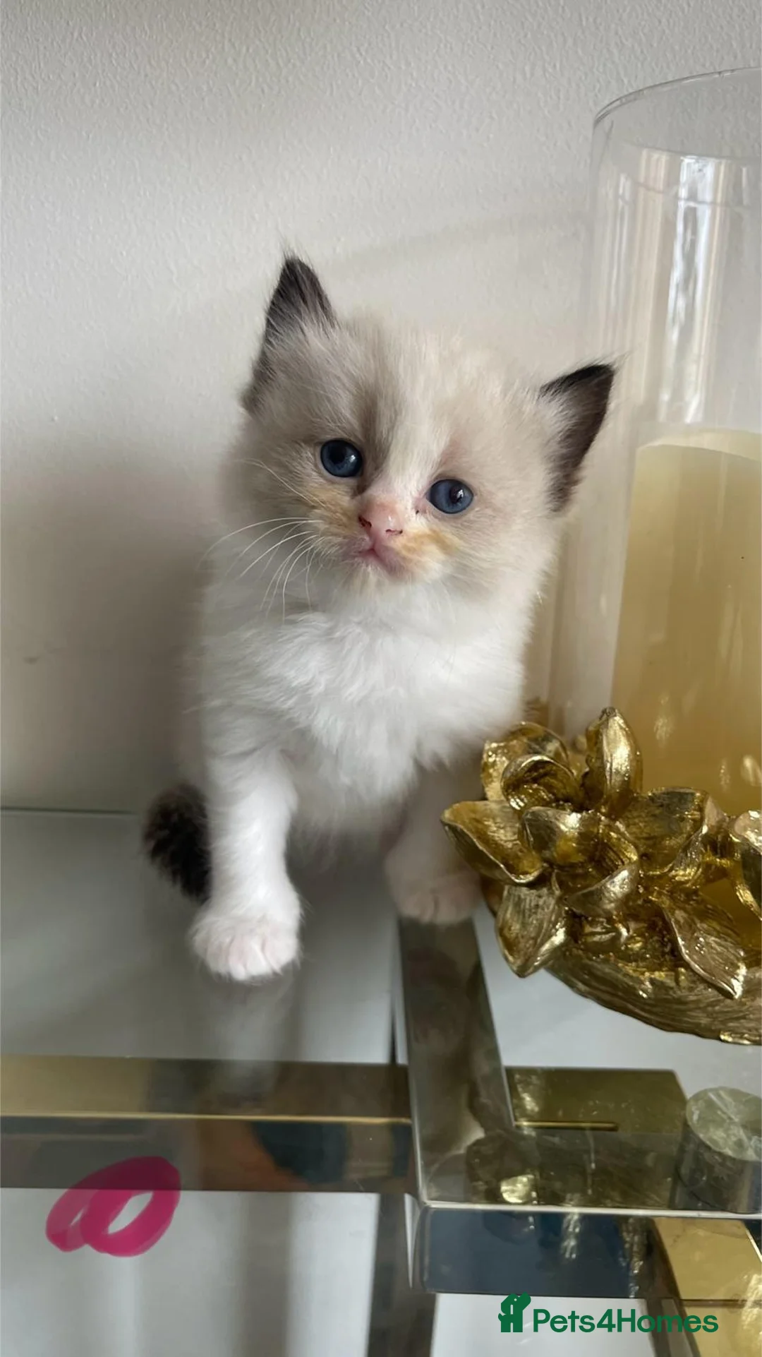 Ragdoll cats for sale: bicolour ragdoll kittens - Advert 2