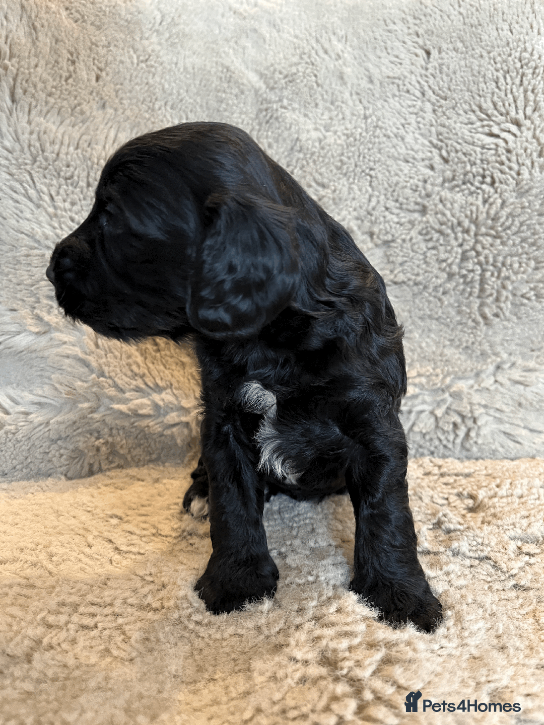 Cockapoo dogs for sale: cockapoo F1 - Image 28