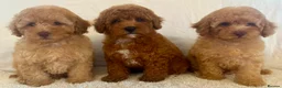 Toy Poodle dogs for sale: Toy poodle puppies  in Wakefield - Advert 5
