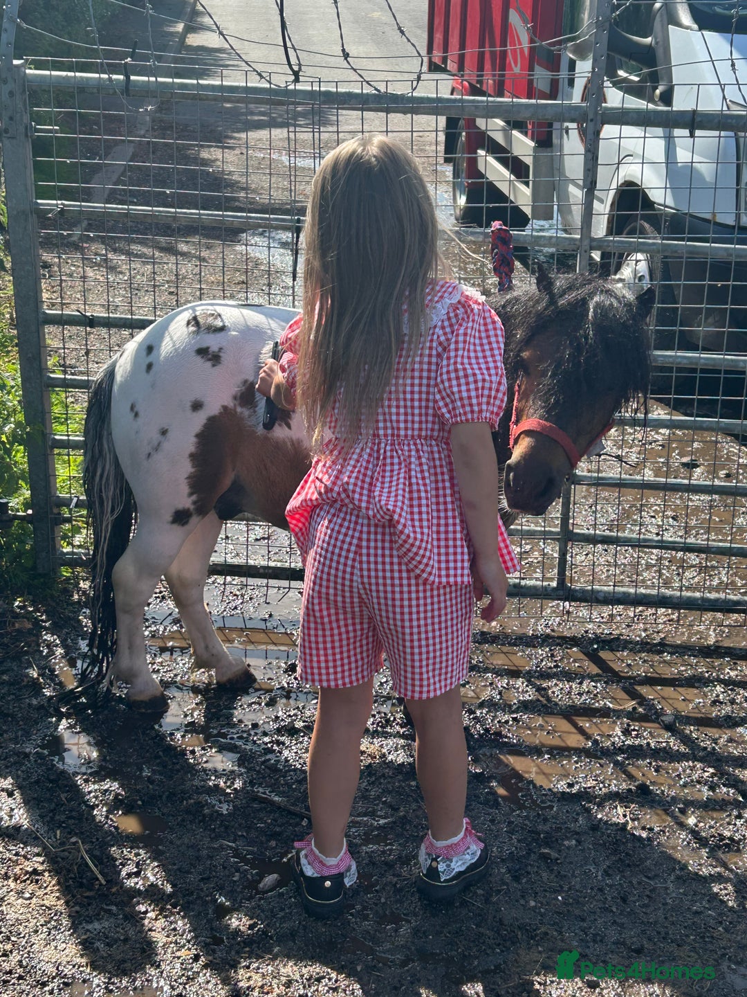 Shetland pony horses for sale: Shetland pony  in Stockport - Image 18